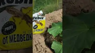 Корневая подкормка огурцов!!!