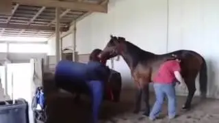 Nueva compilación de vídeo de apareamiento animal caballo apareamiento