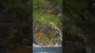 Porcellio laevis  - "krówki"  #isopodywdomu