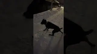 И Трой гулять 🥰