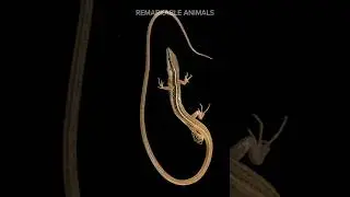 The Longest Tail!