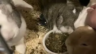 Bunny family cuddles