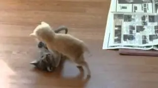 Lachvandedag.nl - Vind je dit niet schattig?