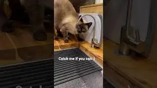 #siamese #playtime #catchmeifyoucan #familytime #cat #cutie #sweet #funny #joy #game #friday #tgif