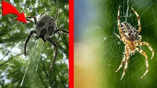 10 Самых Ядовитых Пауков На Планете!