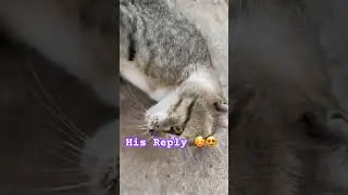 Meow. Meow. Meow Meow Meow 