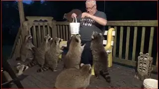 2020 06 12  Ten Raccoons