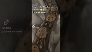 Terrifying Ain't He 🐍 #reptile #reptilelove #snake #reptilelife #shorts #funny