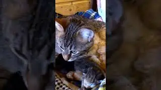 Маленький драчун.🐈