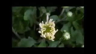Башкирская лирическая музыка
