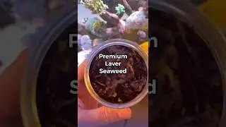 My fish love this snack!