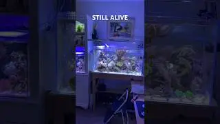 Reef Tank ( ALGAE STORM) #nanoreef #reeftank