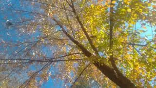 Осенние зарисовки(28.10.2021)