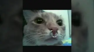 Модные животные