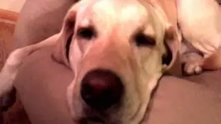 My dog