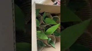 How we ship our @ProvenWinners plants! #provenwinners #gardening