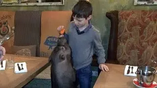 Нескучный вечер с очаровательным поросёнком в 