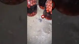 Пов: та самая крыса🤫 #жиза #brawlstars #рекомендации #brawl #бс #stars