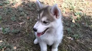 Щенки Сибирской Хаски!