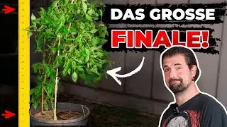Finales Chili-Challenge-Pflanzen Update: Was schiefging und was ich gelernt habe