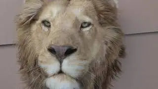 Real or Fake ? African Lion mount Head Trophy #african #lion #head #trophy #taxidermy #art