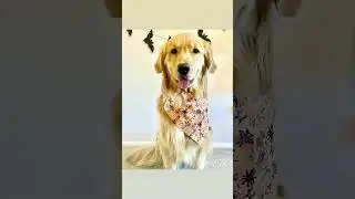 Trick or Treat Dog🎃 #halloweendog  #trickortreat #halloween #goldenretriever
