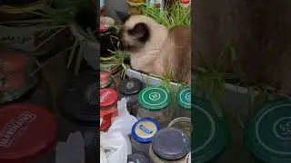 Лежим на травке