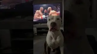 Амстафф Бой - Бокс 🥊 за кого болели ? 