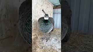 Павлины, сложные отношения со снегом и между собой.