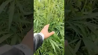 #кукуруза