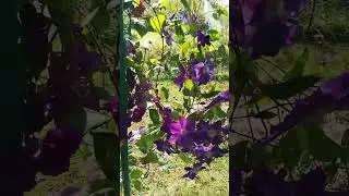 Клематис Стар оф Индия 