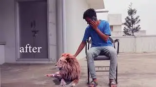 green screen footage  lion