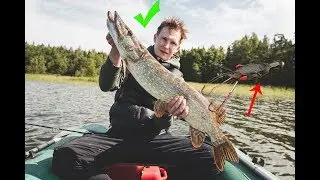 A friend caught a pike on a duckling. Fishing with a duckling/duck. It didn't fit in the landing ...