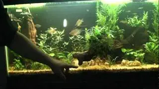 Explaining the Walstad Method: An Introduction
