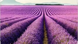 LAVENDER HARVEST& DISTILLATION || marketing innovation