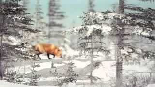 Welcome to Churchill | Great Canadian Travel Group