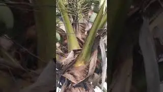 Khasiat Air Kelapa Muda.