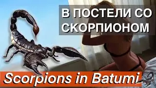 SHOCK! Scorpions invade homes! How and Why SCORPIONS! INVASION in #Batumi