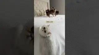 The CUTEST Third Wheel 🥹🤍