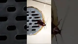 1,2,3 start cockroach 
