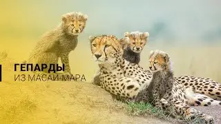 Гепарды заповедника Масаи-Мара