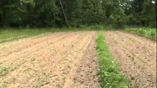 Planting, Weeding, & Push Plowing Corn