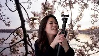 Story Time: Cherry Blossom Season 2017