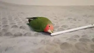 Totosha