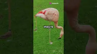 3 Fun Facts About Flamingos! 🦩 #shorts #flamingos