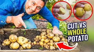 I Grew Cut vs Whole Potatoes with Harvest Results