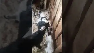 KEÇİ YAVRULARI - OĞLAKLAR