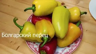 Фаршированные перцы рецепт. Фаршированные перцы с фаршем и рисом.