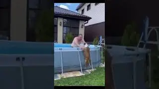 Собака и бассейн 🐕🐕🐕