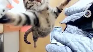 krasavec 6 sec 360